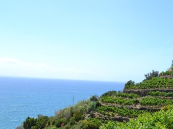 Cinque Terre Trail